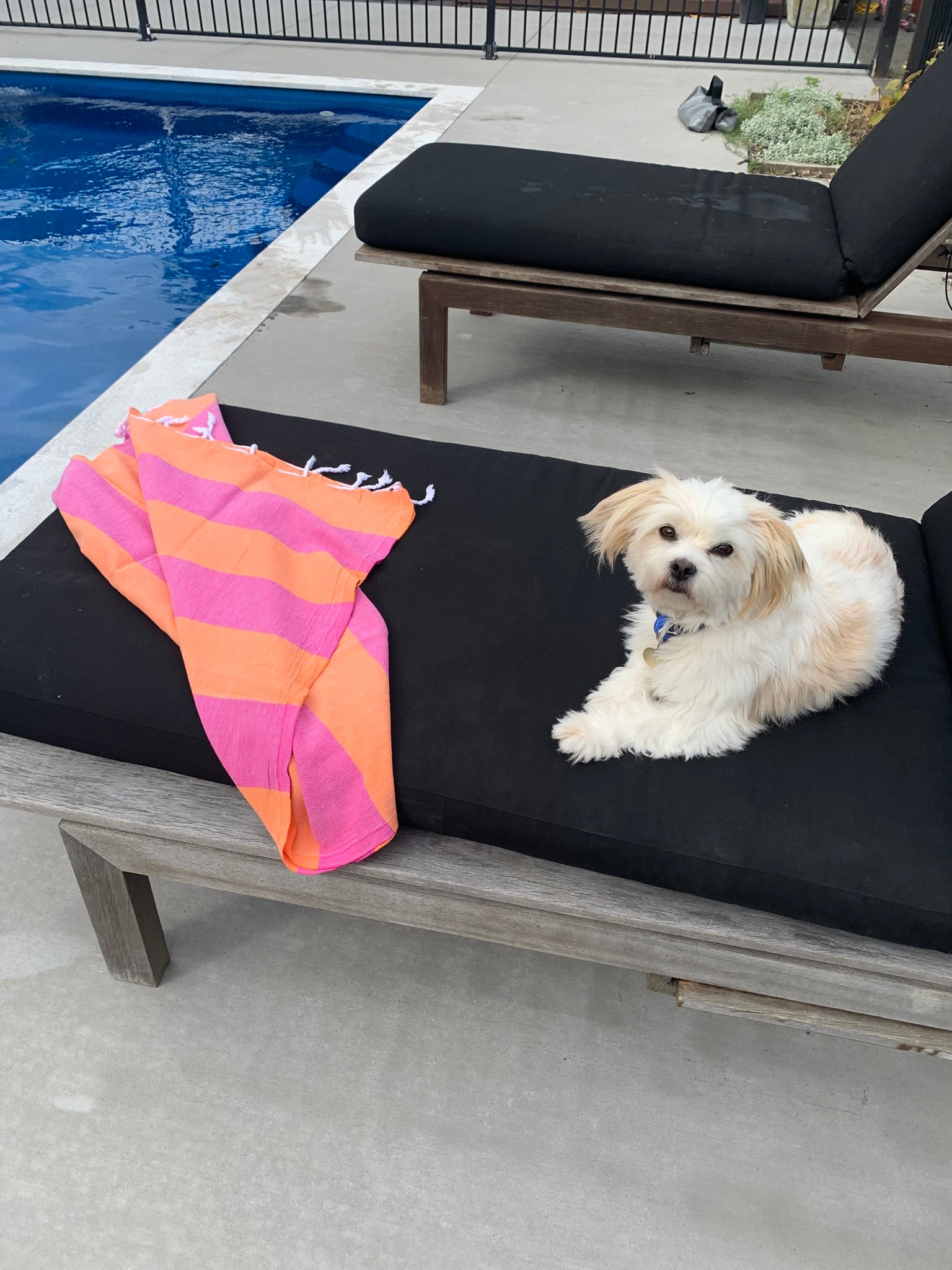 Orange and hot pink Turkish Towel with white tassels on sun bed by a pool with fluffy dog smiling at the camera and relaxing near by.