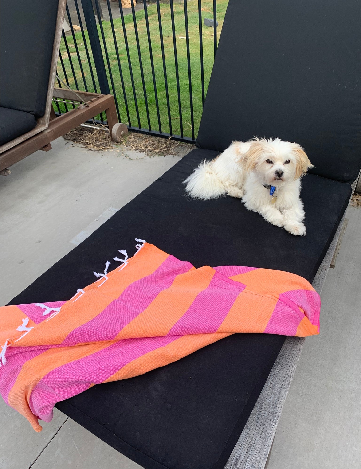 Orange and hot pink Turkish Towel with white tassels on sun bed by a pool with fluffy dog relaxing on it.